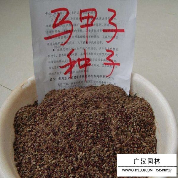 馬甲子種子(圖2)