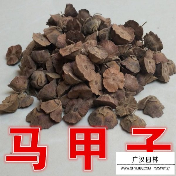 馬甲子種子(圖3)