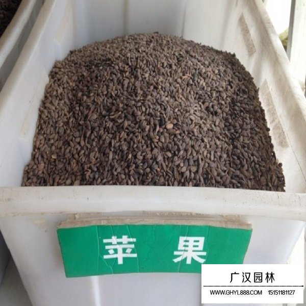 蘋果種子 蘋果種子