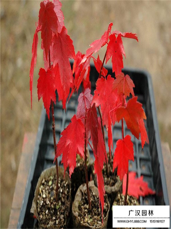 美國(guó)紅楓品種有哪些？(圖1)