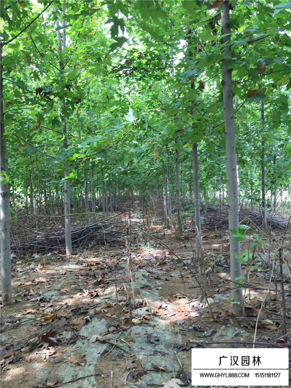 美國(guó)紅楓品種有哪些？(圖4)