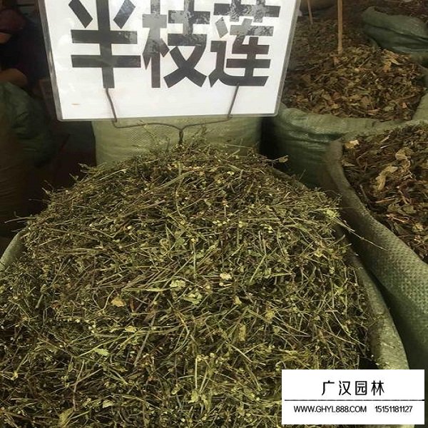 半枝蓮種子(圖1)