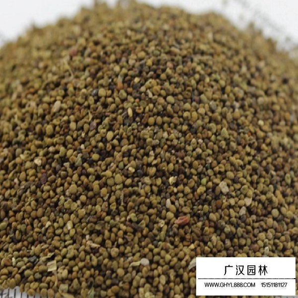 半枝蓮種子(圖2)