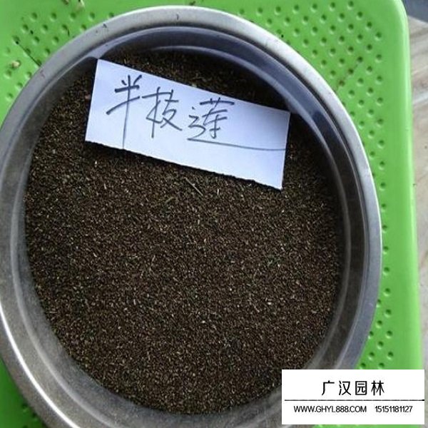 半枝蓮種子(圖3)