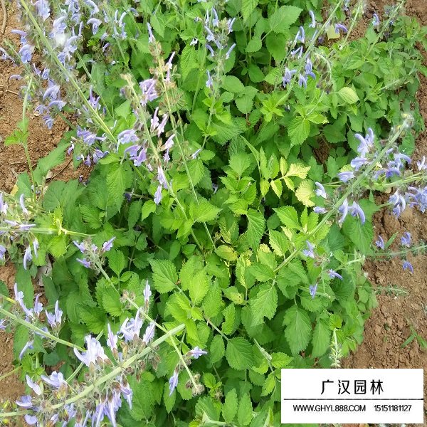 半枝蓮種子(圖4)