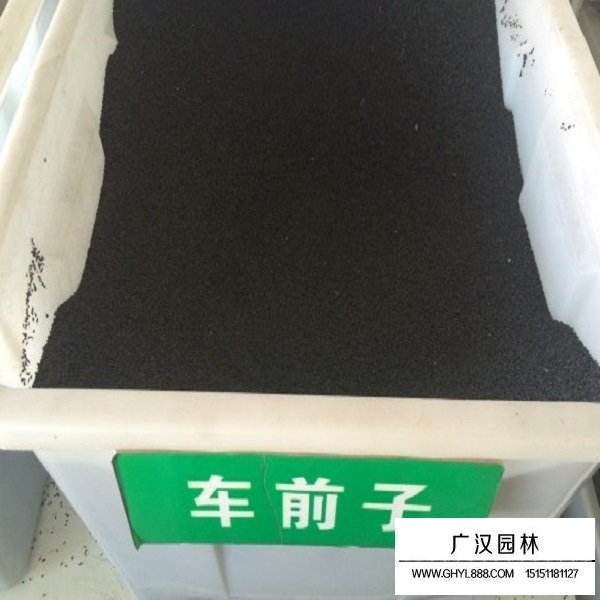 車(chē)前子種子(圖1)