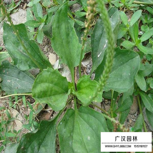 車(chē)前子種子(圖3)