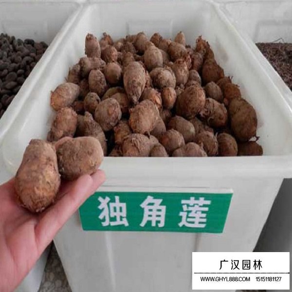 獨角蓮種子(圖1)