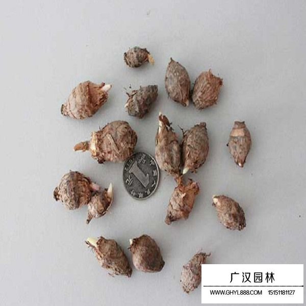 獨角蓮種子(圖2)