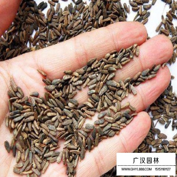 牛蒡子種子(圖1)