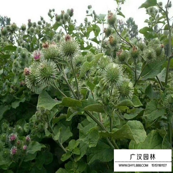 牛蒡子種子(圖4)