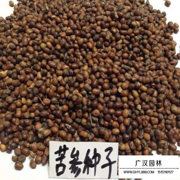 苦參種子(圖1)