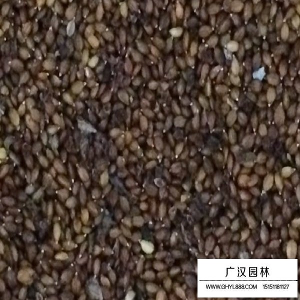 夏枯球種子(圖2)