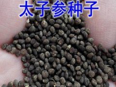 太子參種子