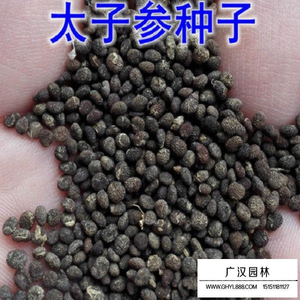 太子參種子(圖1)