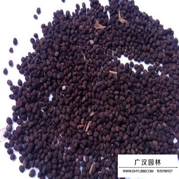 太子參種子(圖2)