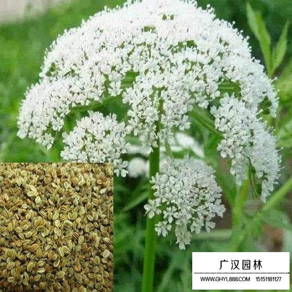 蛇床子種子(圖1)