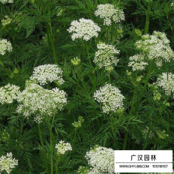 蛇床子種子(圖4)