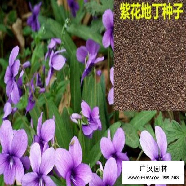 紫花地丁的功能(圖2)