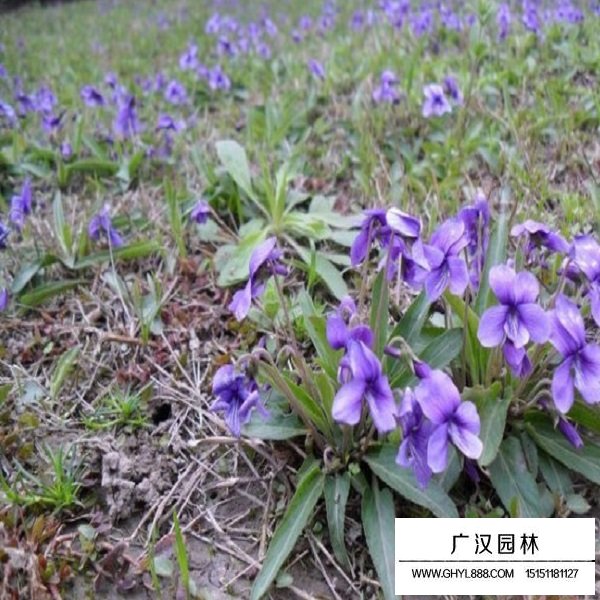 紫花地丁的功能(圖4)
