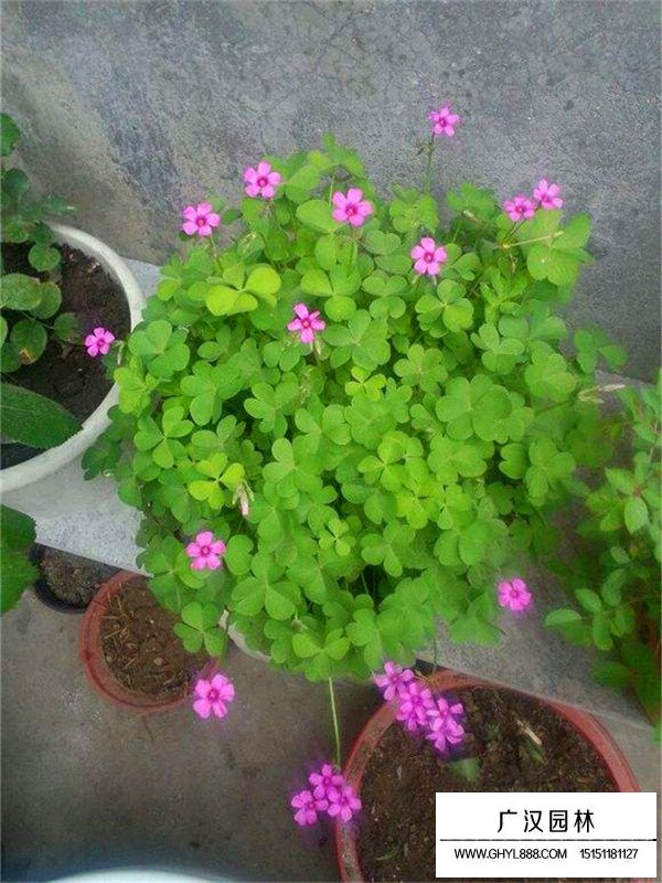 紅花酢漿草的介紹(圖3)