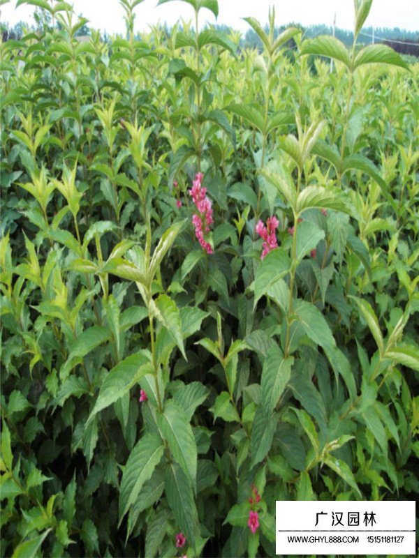 紅王子錦帶的生長(zhǎng)環(huán)境(圖2)