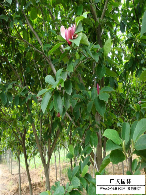 紅玉蘭有幾個品種(圖3)