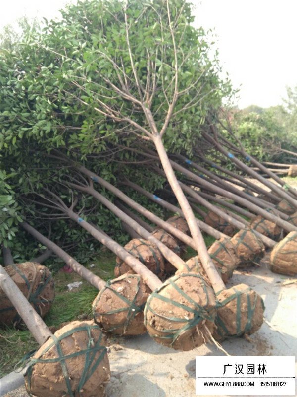 石楠樹(shù)(圖1)