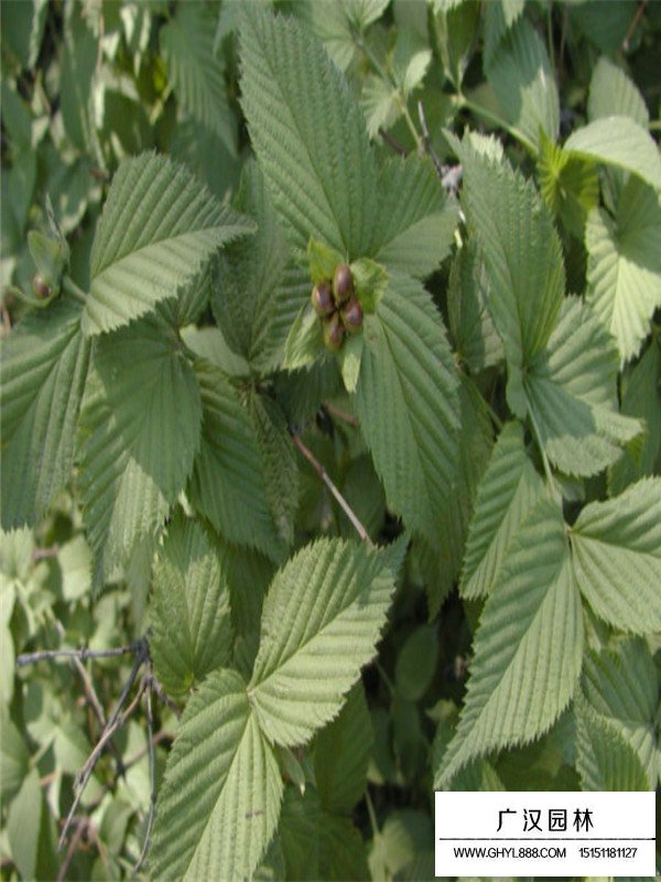 棣棠的種植技術(shù)(圖4)