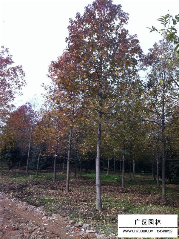 北美楓香的生長(zhǎng)習(xí)性(圖3)