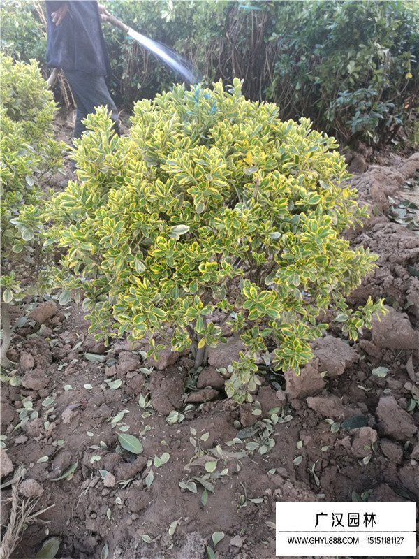 金邊黃楊的生長(zhǎng)習(xí)性(圖2)