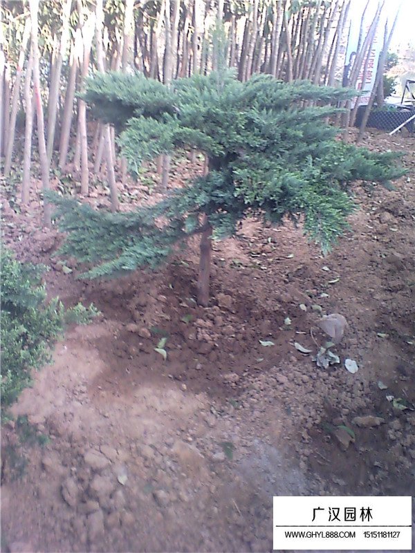 高桿地龍的介紹(圖3)