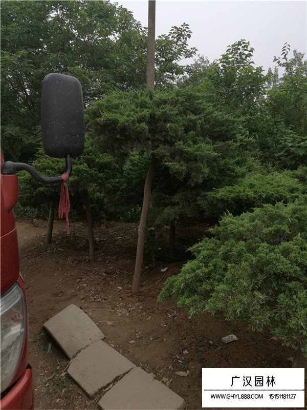 高桿地龍的介紹(圖4)