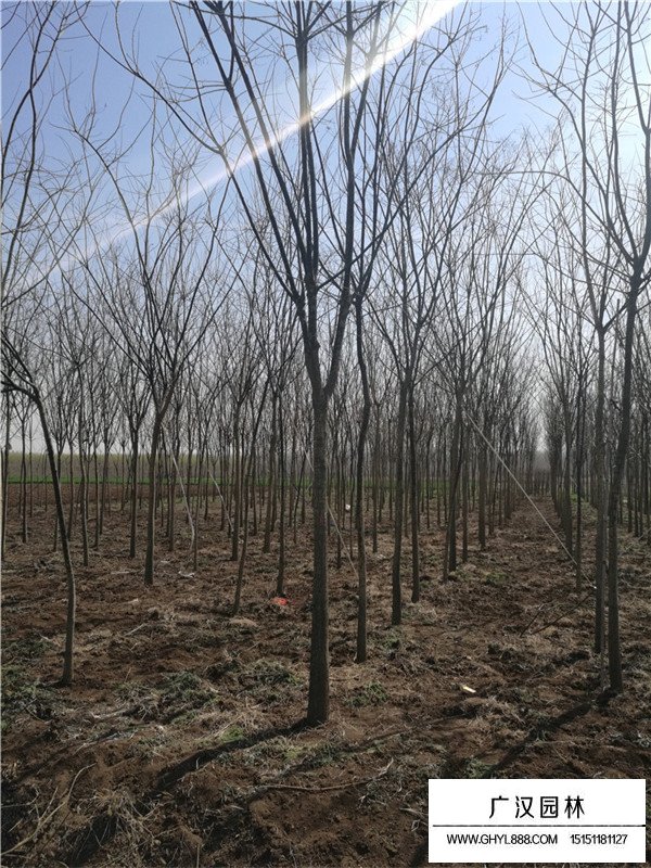 金葉國槐的介紹(圖1)