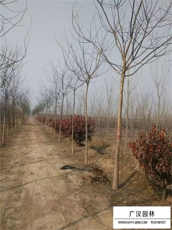 金葉國槐的介紹(圖3)