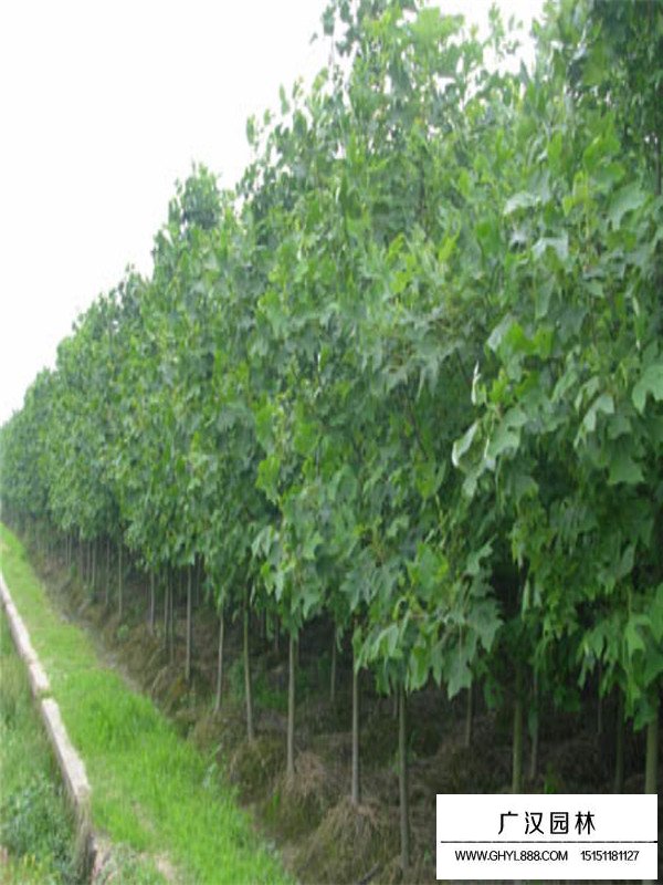 馬褂木的生長(zhǎng)習(xí)性(圖3)