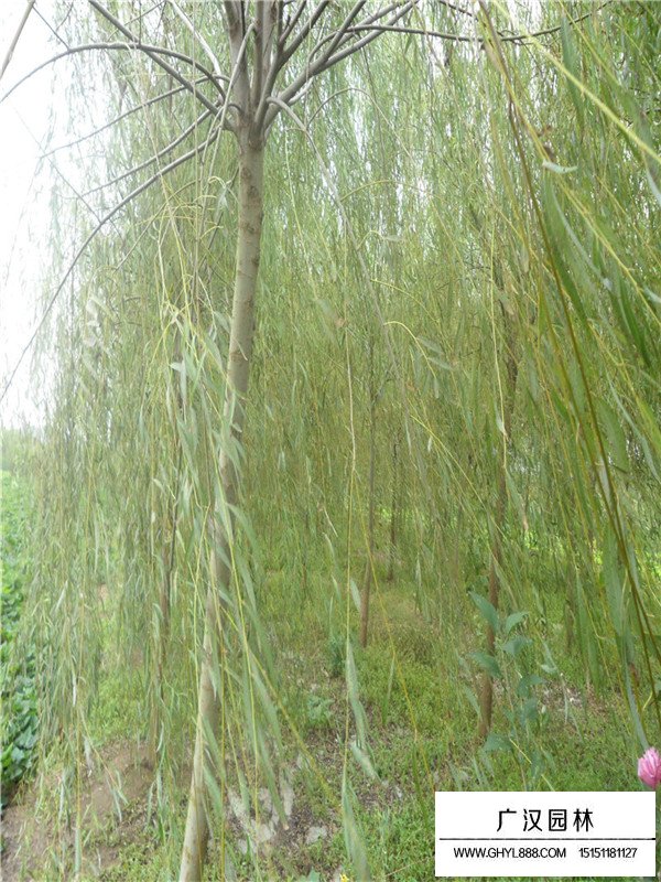 青皮垂柳的介紹(圖1)