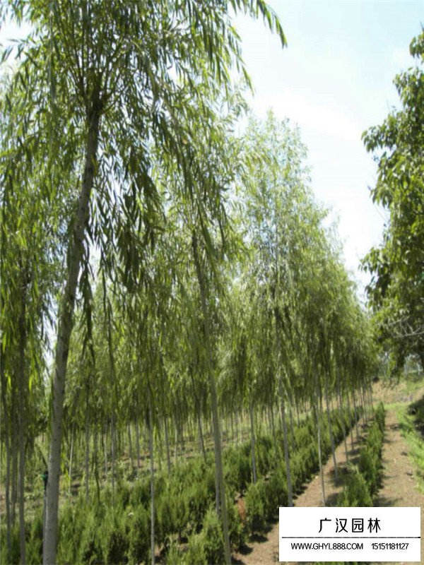 青皮垂柳的介紹(圖3)