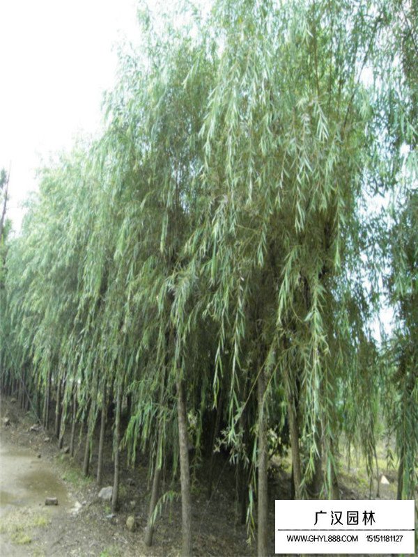 青皮垂柳的介紹(圖4)