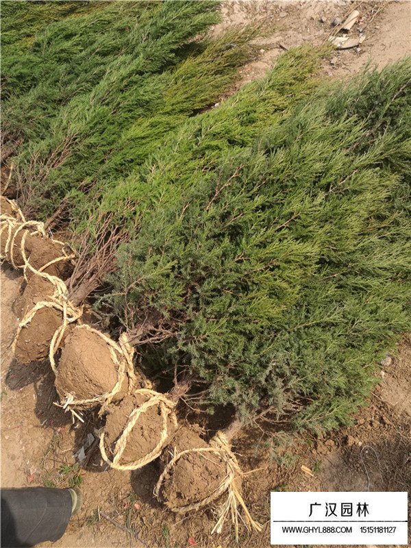 塔柏是什么？(圖3)