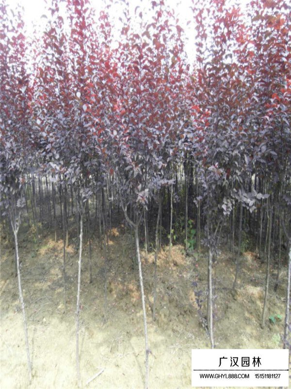 紫葉李的簡介(圖3)