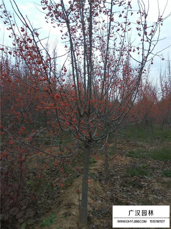 北美海棠的介紹(圖4)