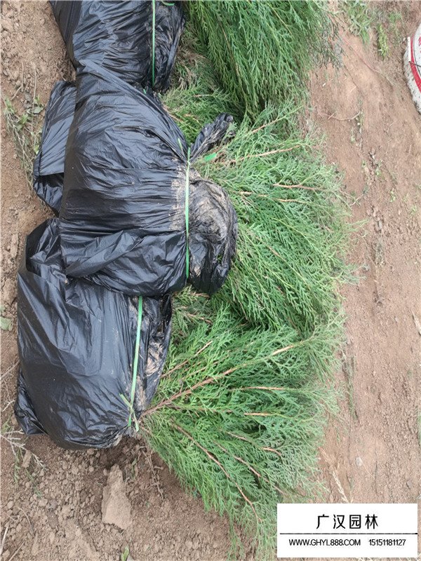 側(cè)柏的種植技術(shù)(圖2)