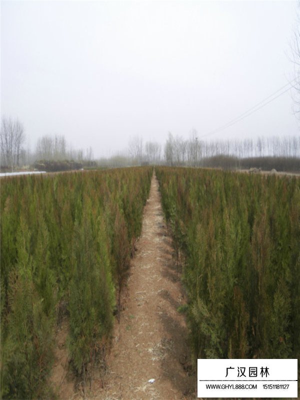 側(cè)柏的種植技術(shù)(圖3)