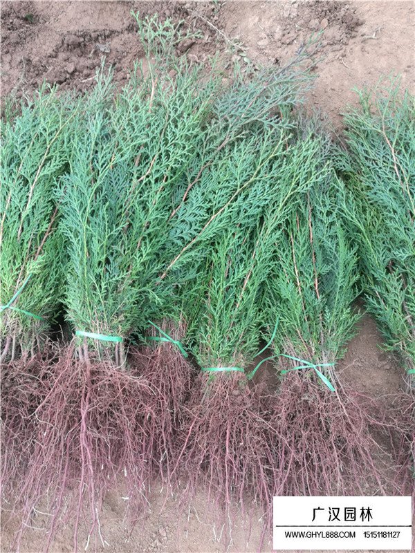 側(cè)柏的種植技術(shù)(圖4)