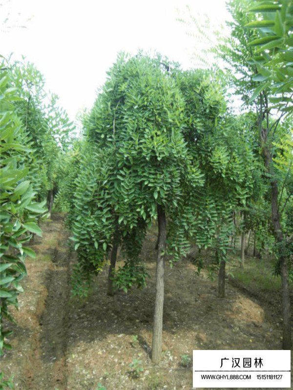 垂槐的生長(zhǎng)環(huán)境(圖2)