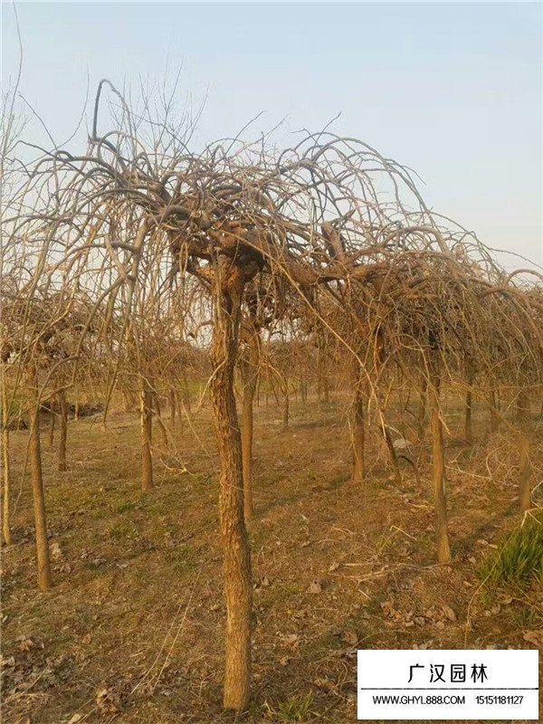 垂槐的生長(zhǎng)環(huán)境(圖4)