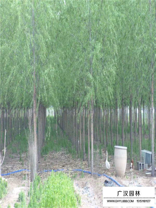 垂柳的介紹(圖1)