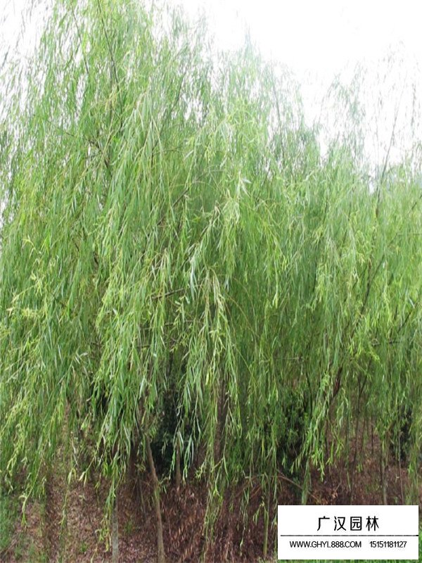 垂柳的介紹(圖2)