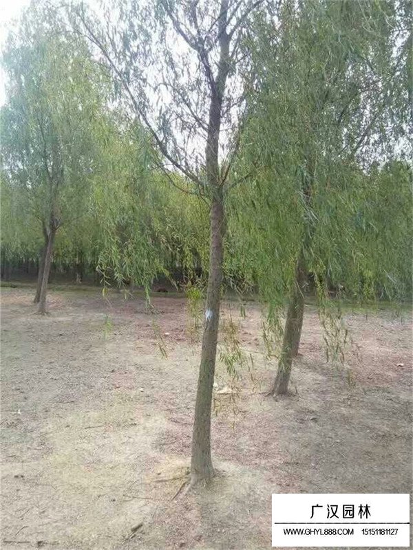 垂柳的介紹(圖4)